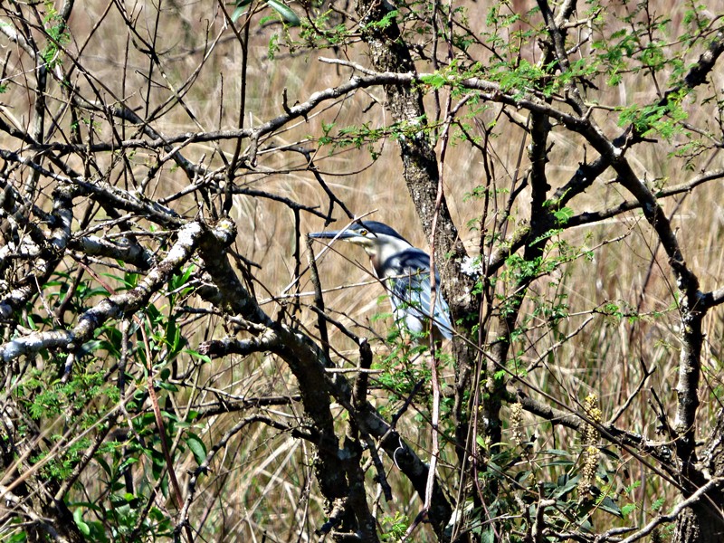 Foto Garcita Azulada