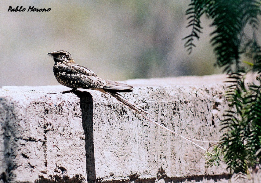 Foto Atajacaminos Tijera