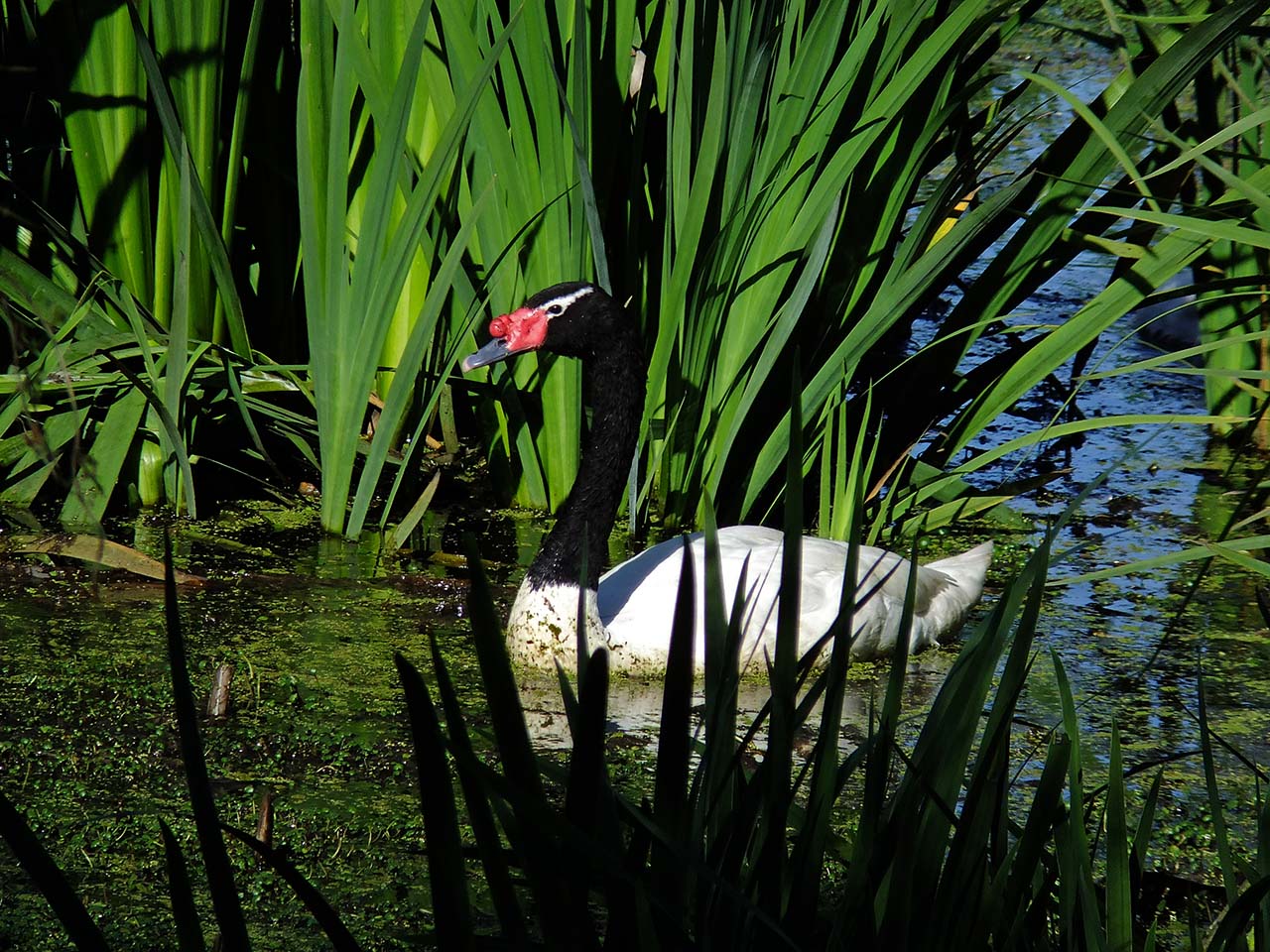 Foto Cisne Cuello Negro
