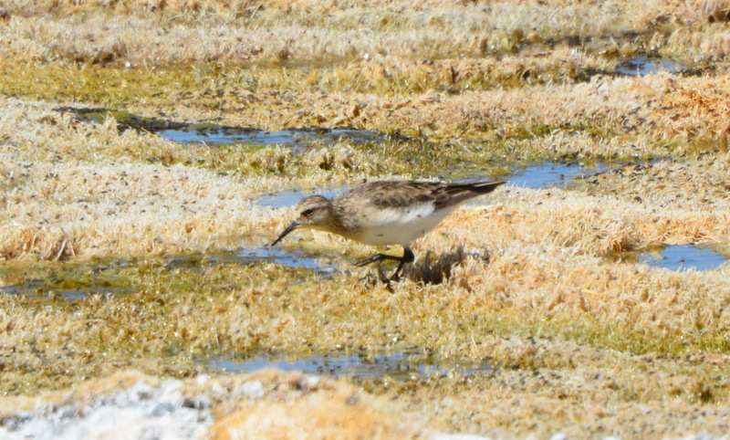 Foto Playerito Unicolor