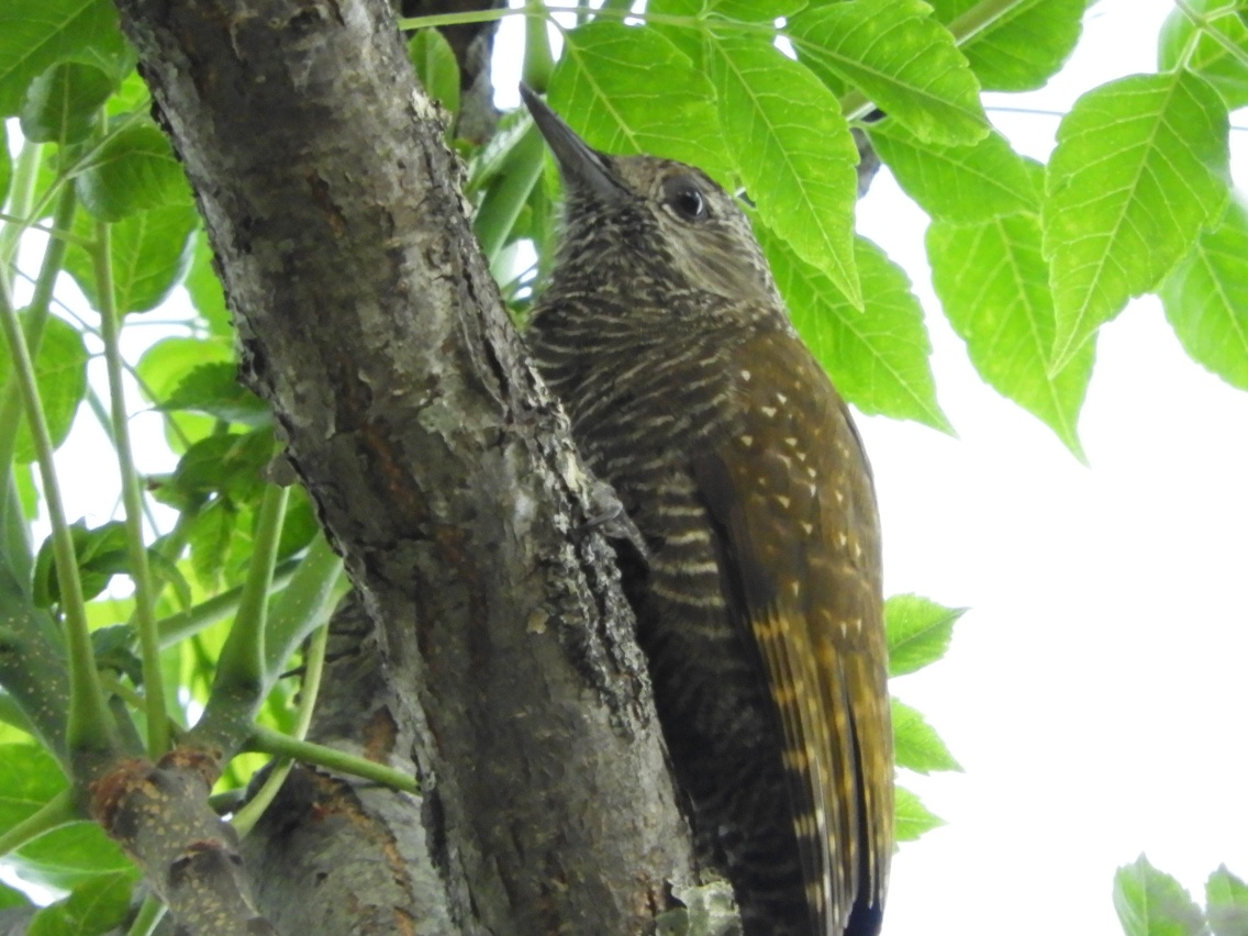 Photo Carpintero Oliva Yungueño