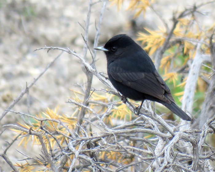 Photo Viudita Común