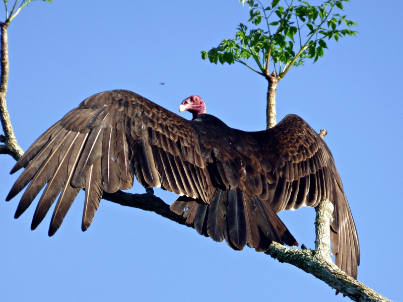 Foto Jote Cabeza Colorada