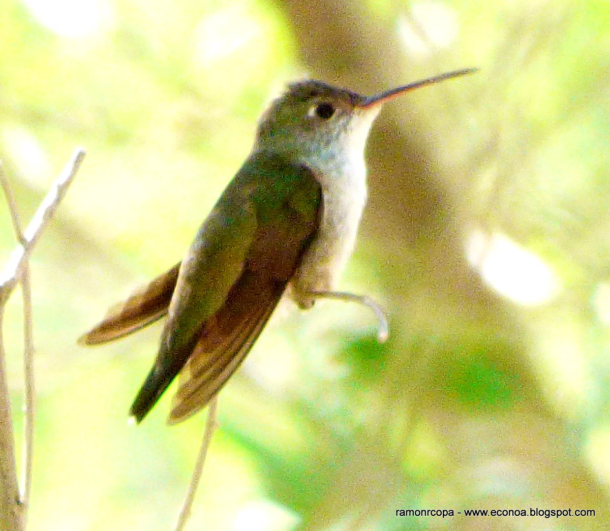 Foto Picaflor Vientre Blanco