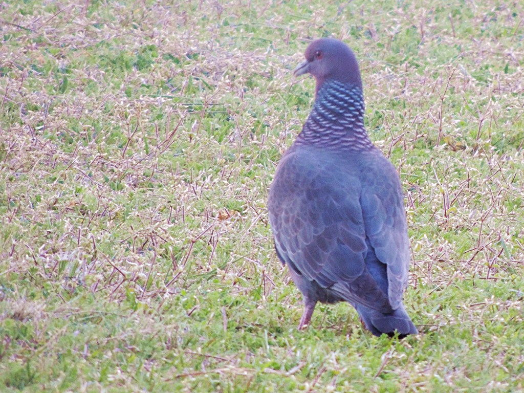 Photo Paloma Picazuró