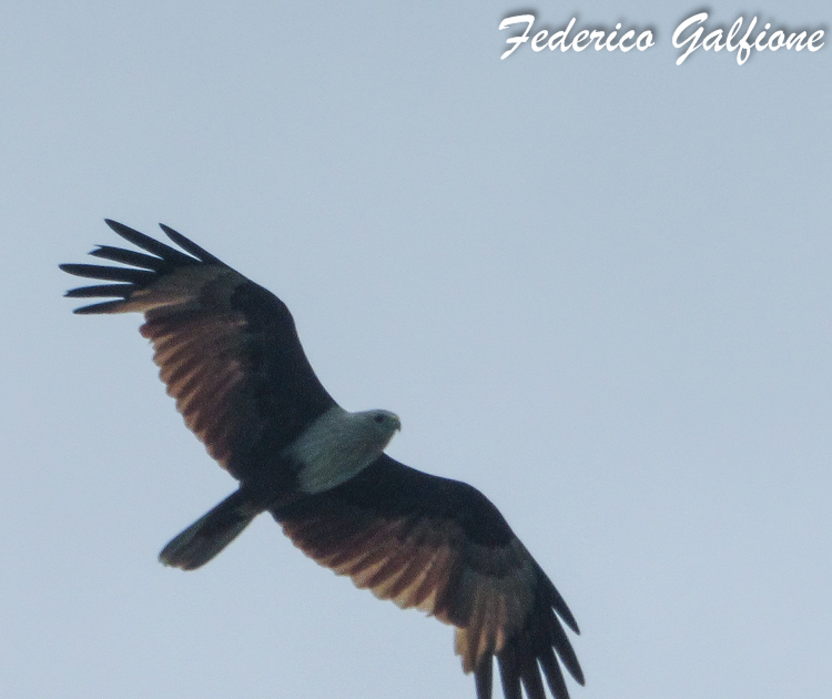 Foto Milano Brahmán