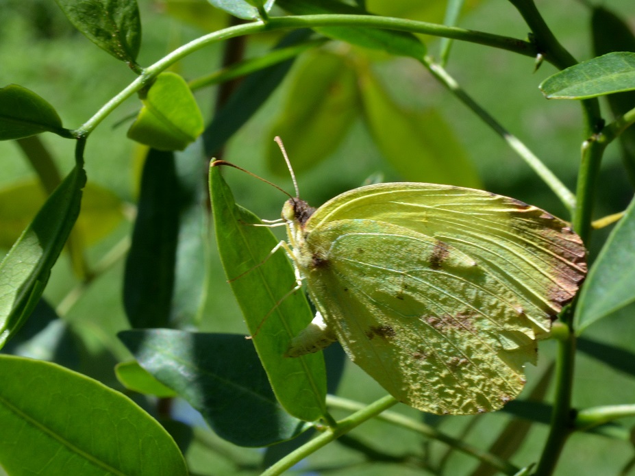 Foto Limoncito Común