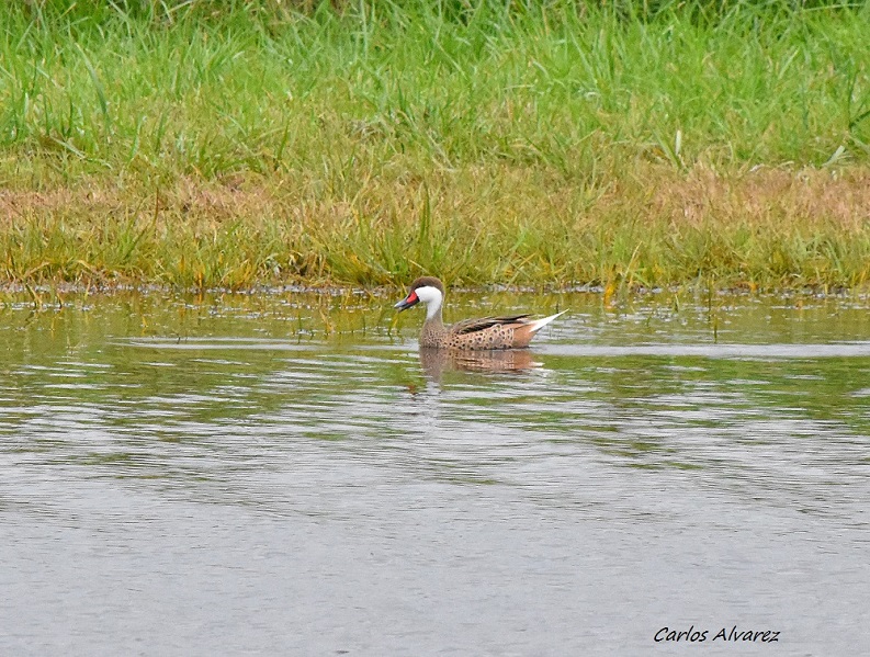 Photo Pato Gargantilla