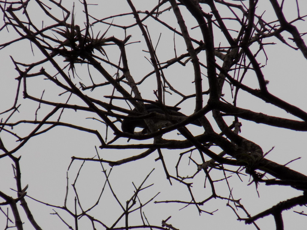 Foto Celestino Común