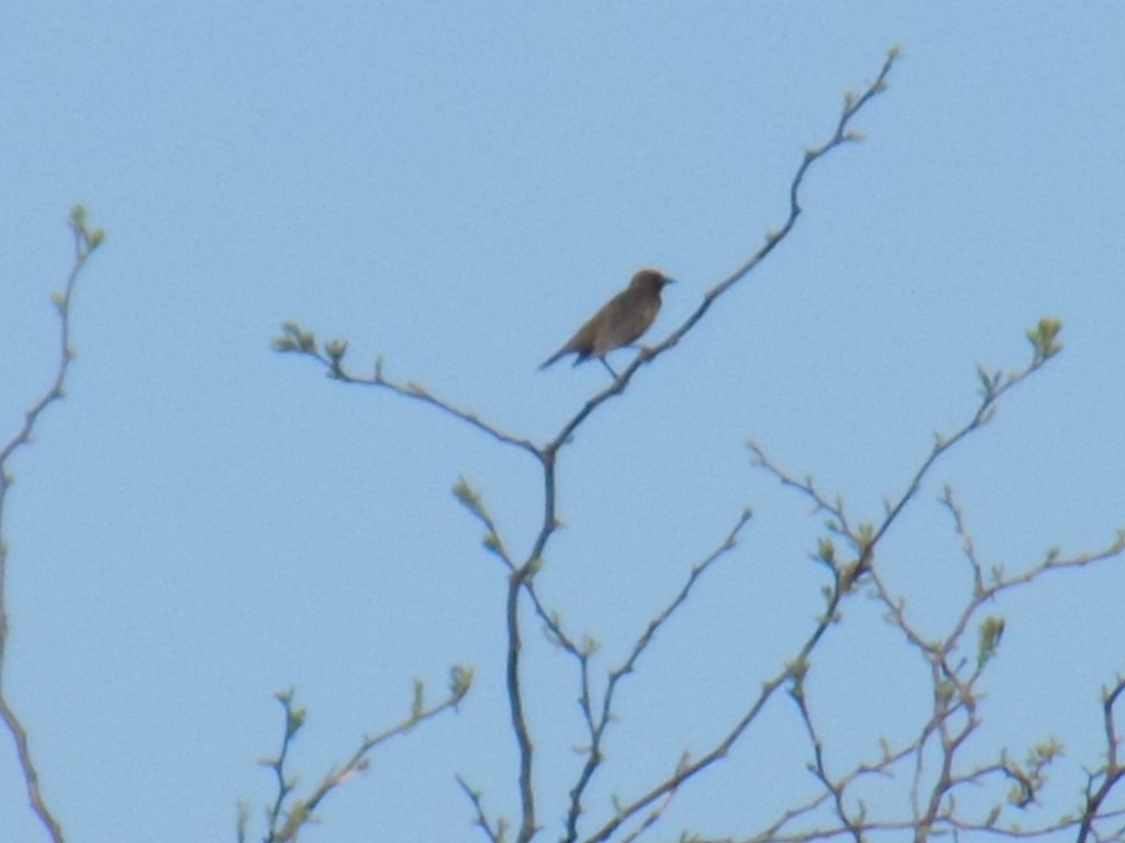 Foto Pecho Amarillo Común