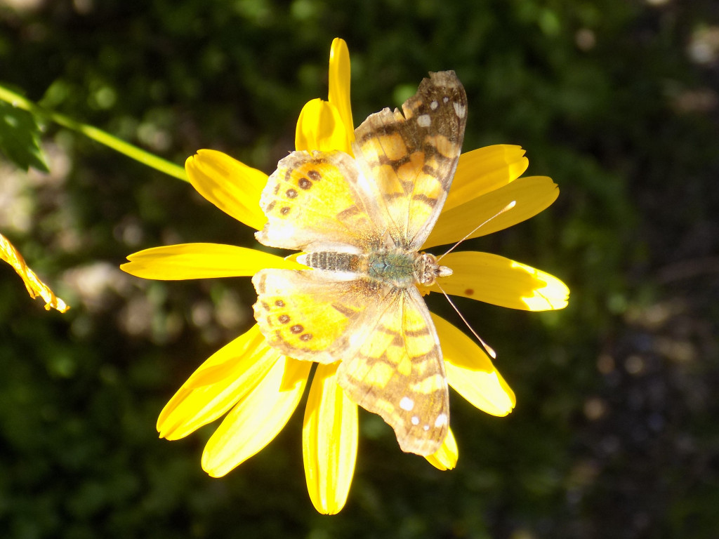 Foto Dama Cuatro Ojos