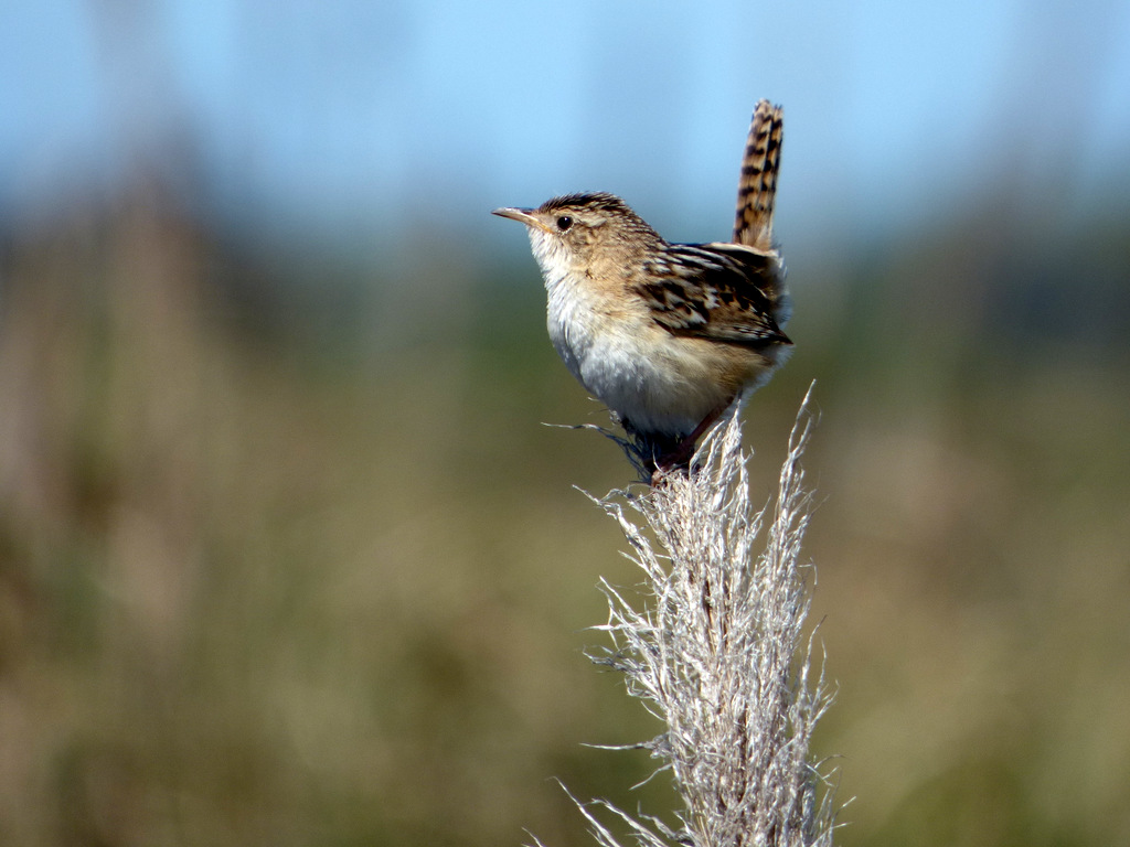 Foto Ratona Aperdizada