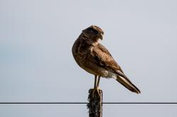 Ícono de la especie