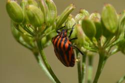  (Graphosoma lineatum)