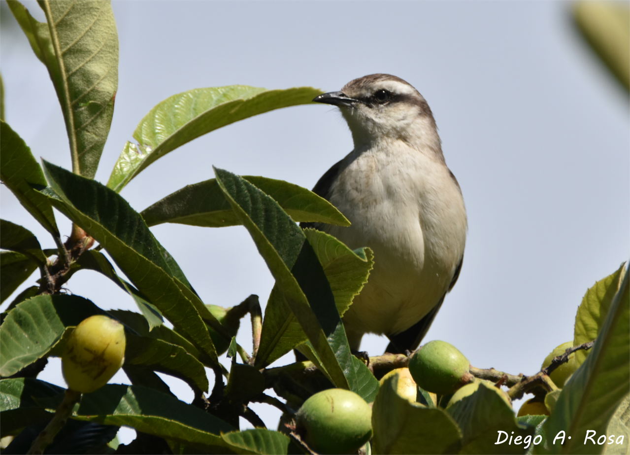 Foto Calandria Grande