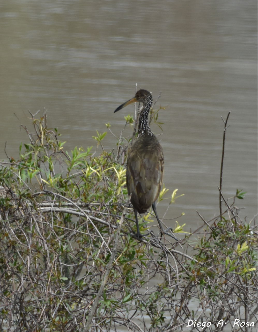 Foto Carau