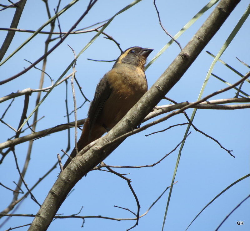 Foto Pepitero de Collar