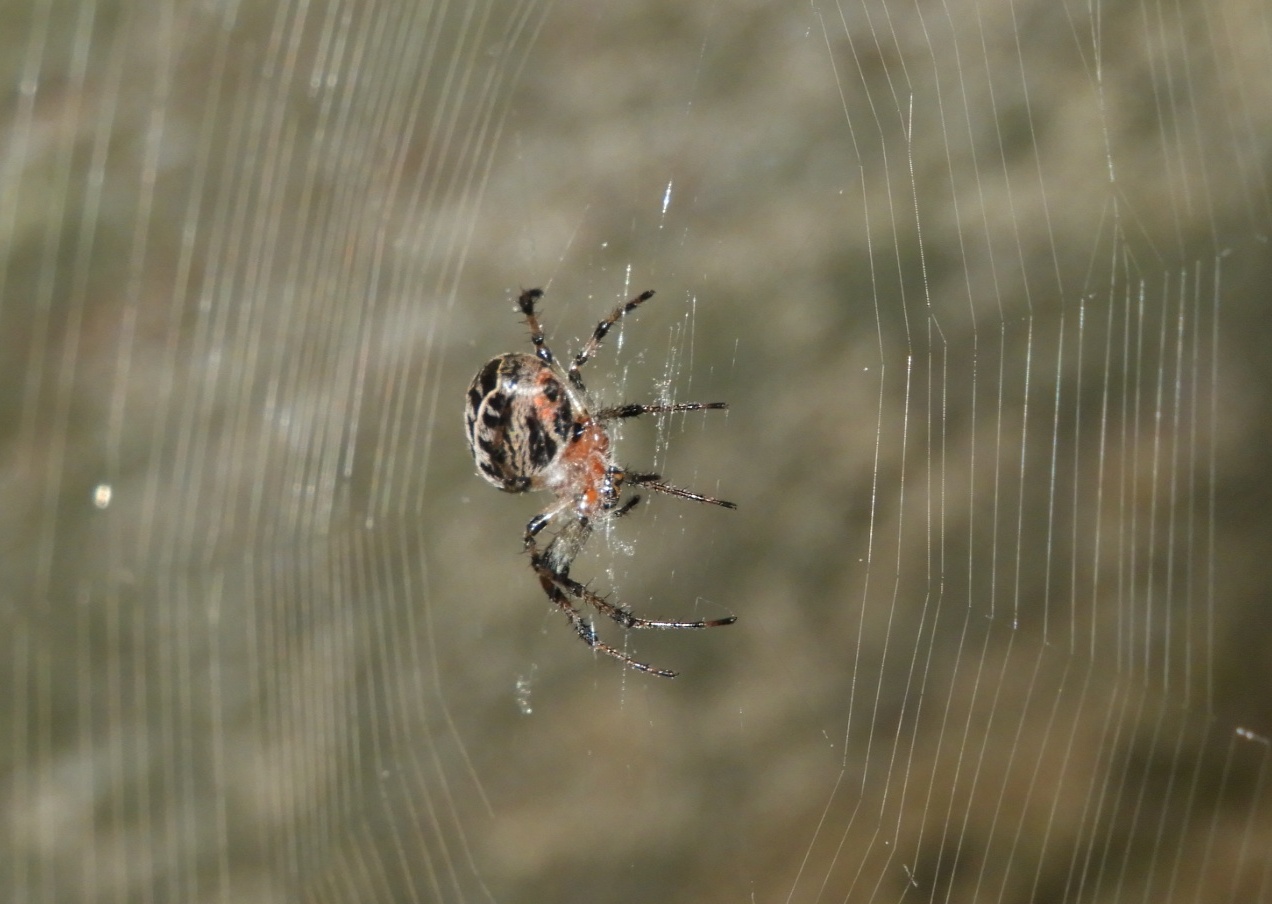 Photo Araña Tejedora Naranja