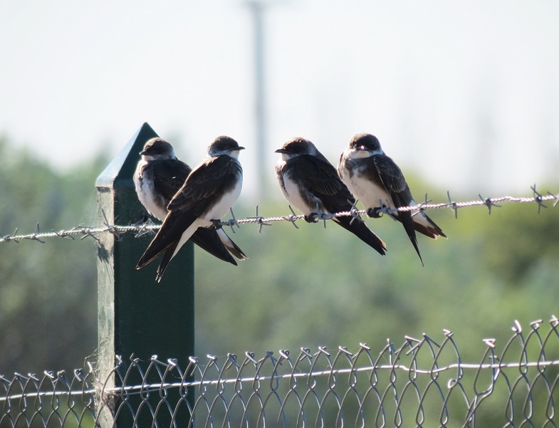 Foto Golondrina Parda