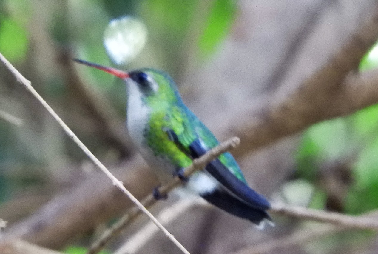 Photo Picaflor Común