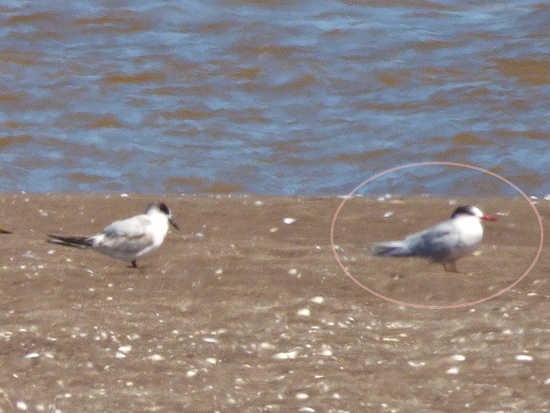 Photo Gaviotín Sudamericano