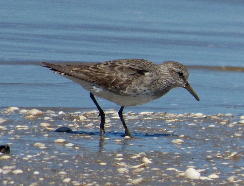 Foto Playerito Rabadilla Blanca