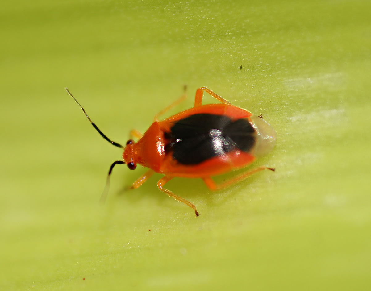 Foto Chinche Bicolor