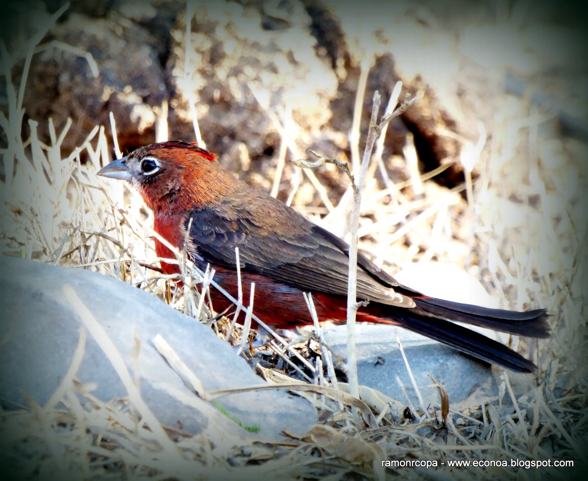 Foto Brasita de Fuego