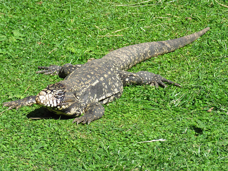 Foto Lagarto Overo