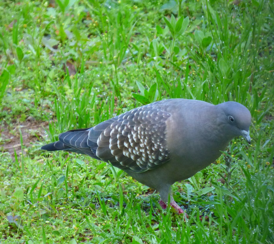 Paloma Manchada (Patagioenas maculosa)