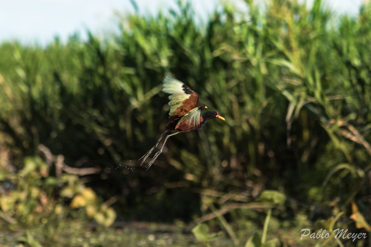 Photo Jacana