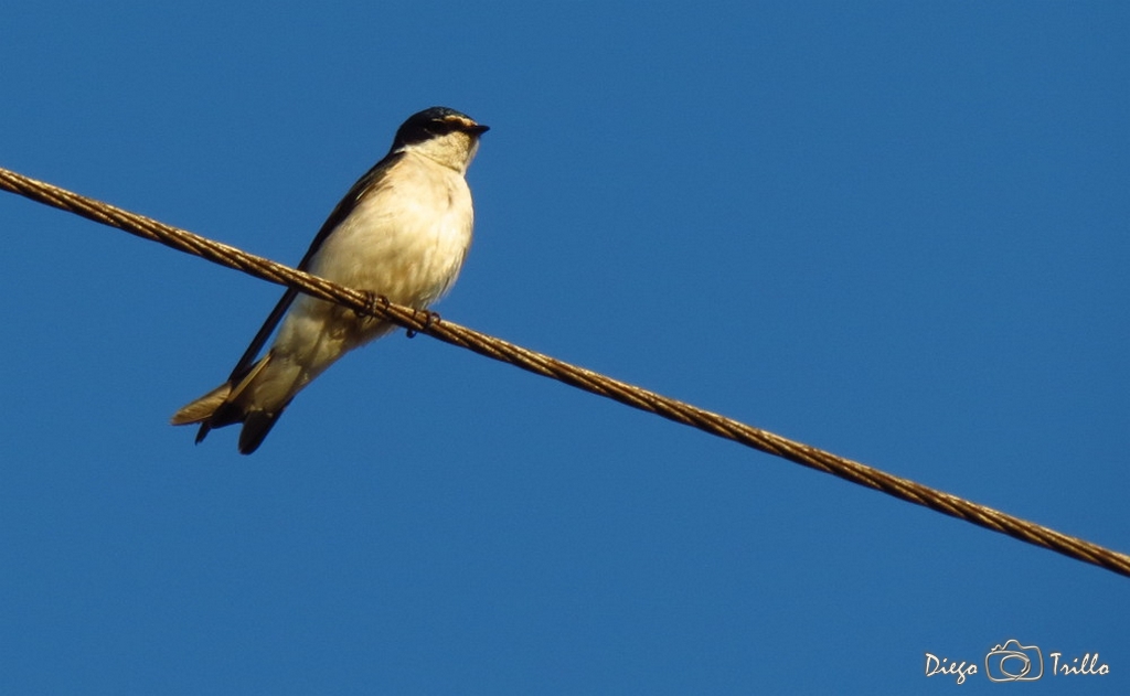 Foto Golondrina Ceja Blanca