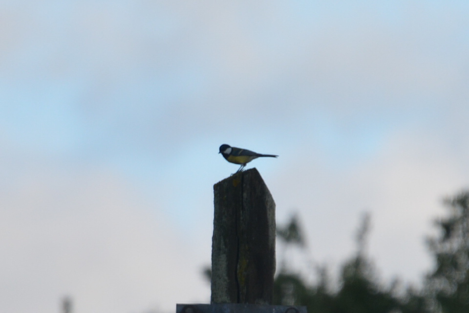 Foto Carbonero Común