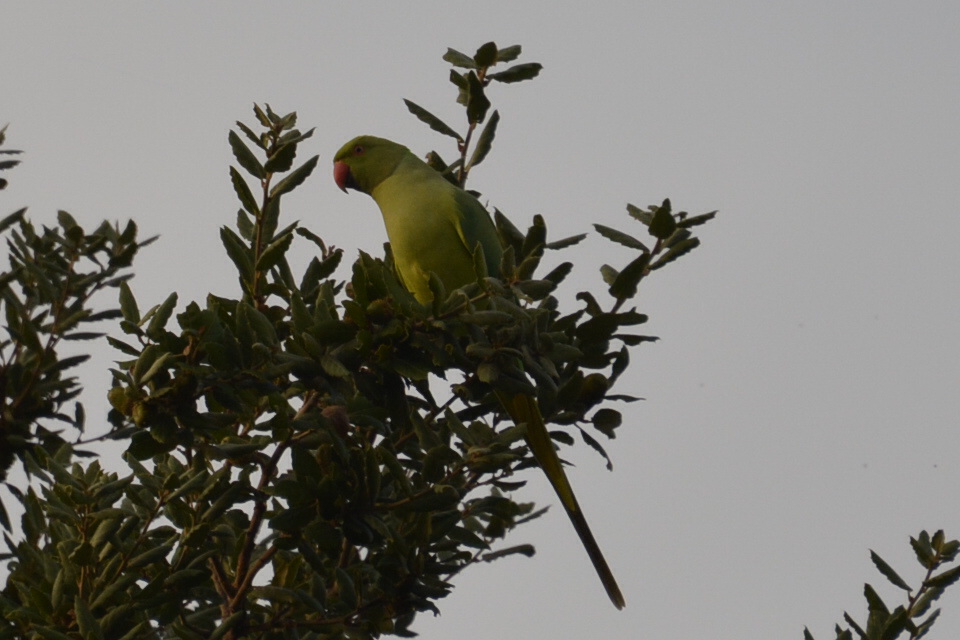 Foto Cotorra de Kramer