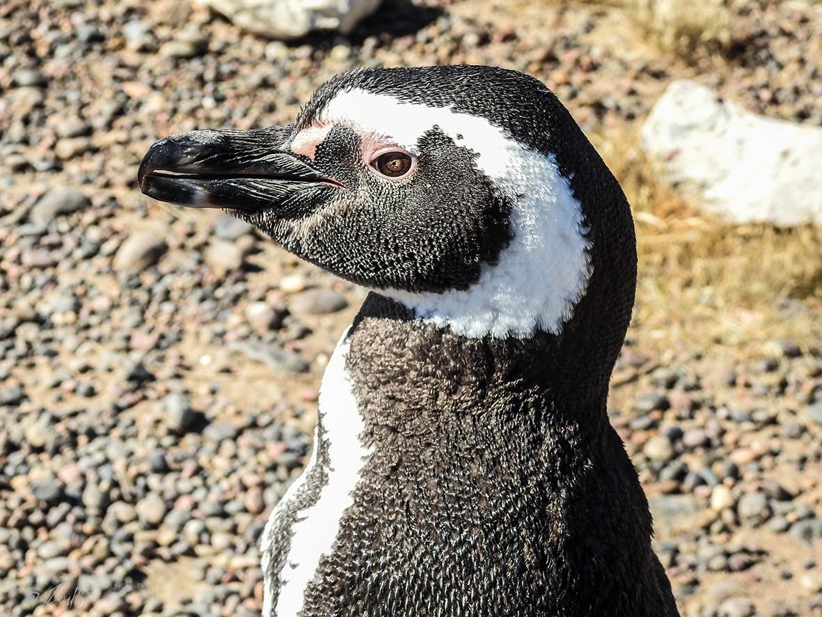 Foto Pingüino Patagónico