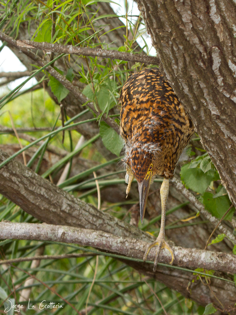 Rufescent Tiger Heron (Tigrisoma lineatum)