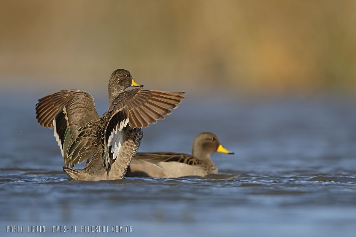 Photo Pato Barcino