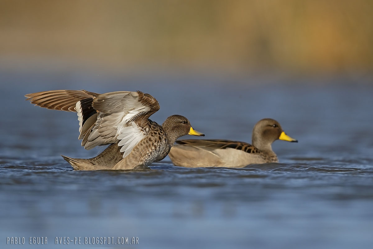 Photo Pato Barcino