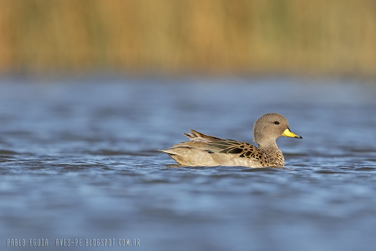Photo Pato Barcino