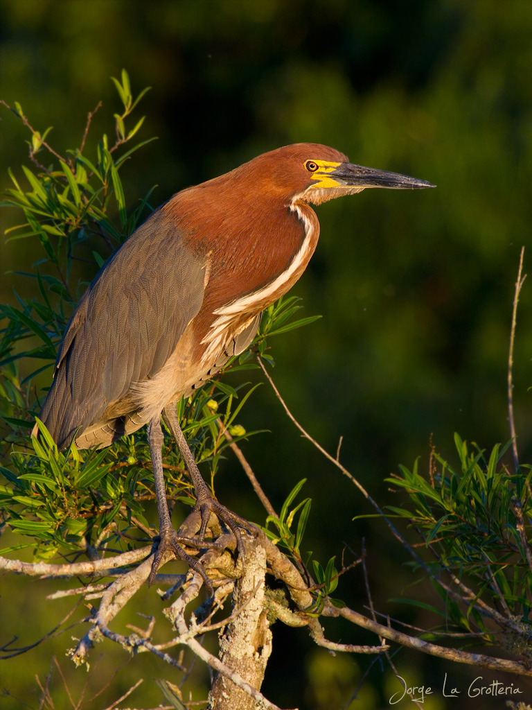 Rufescent Tiger Heron (Tigrisoma lineatum)