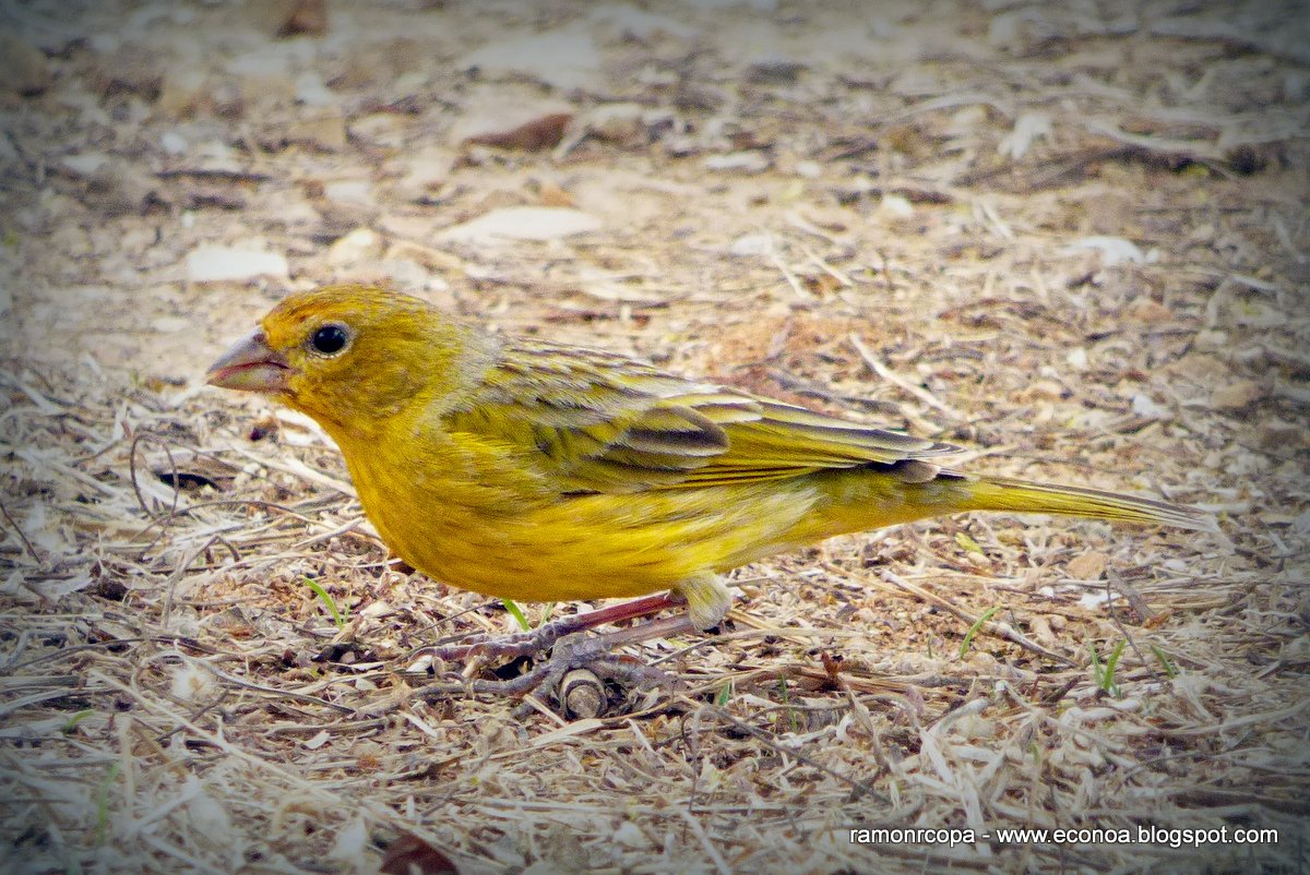 Photo Jilguero Dorado