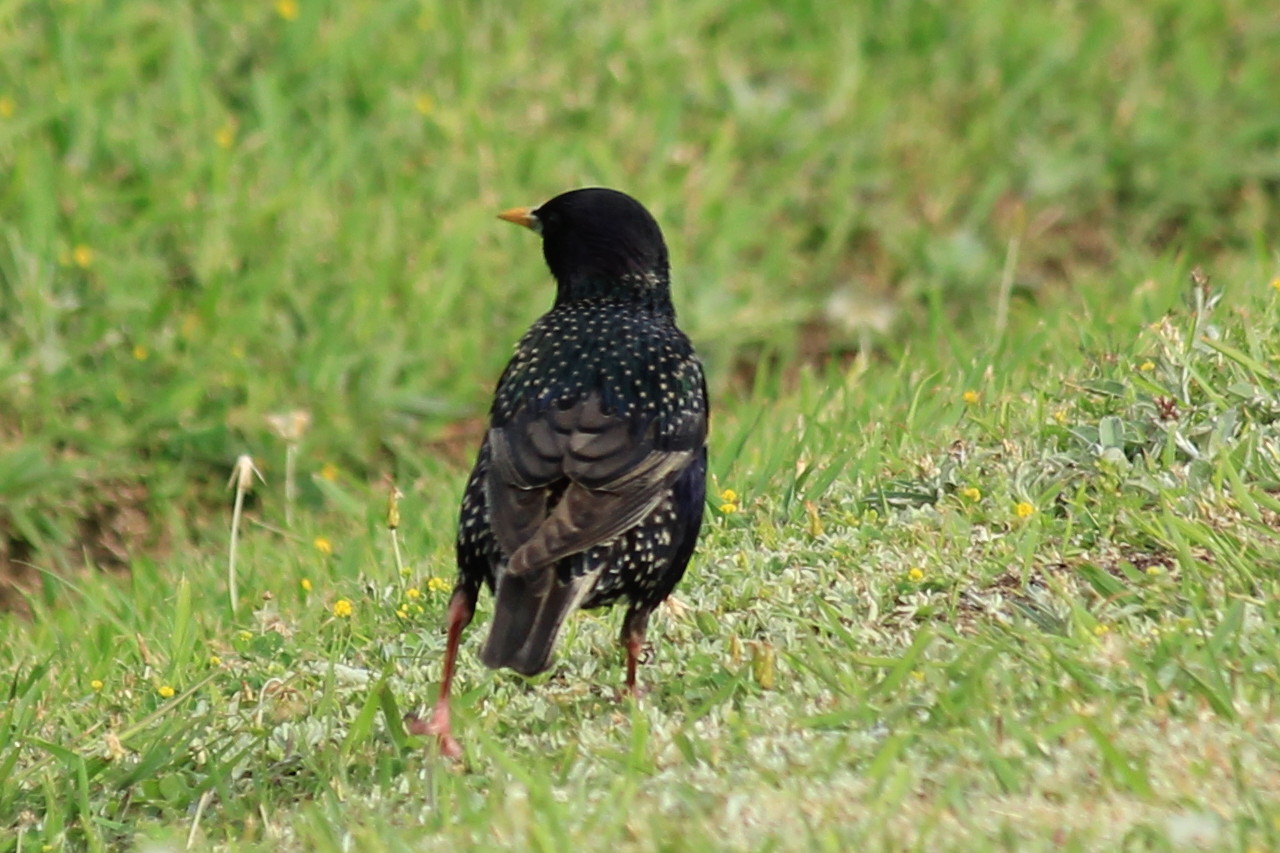 Foto Estornino Pinto