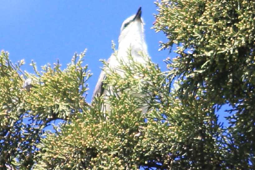 Foto Calandria Grande