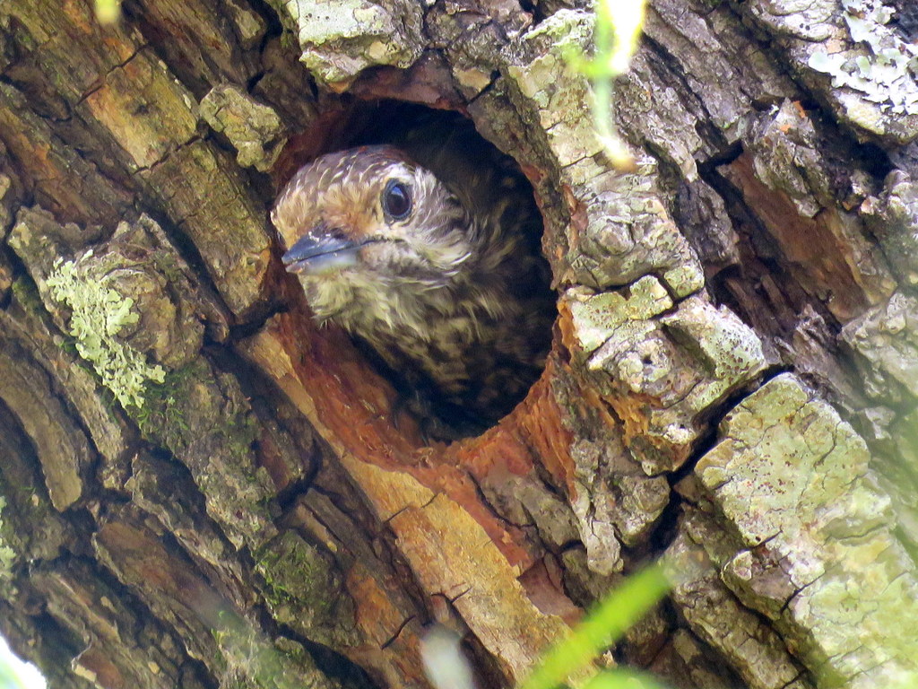 Foto Carpintero Oliva Manchado