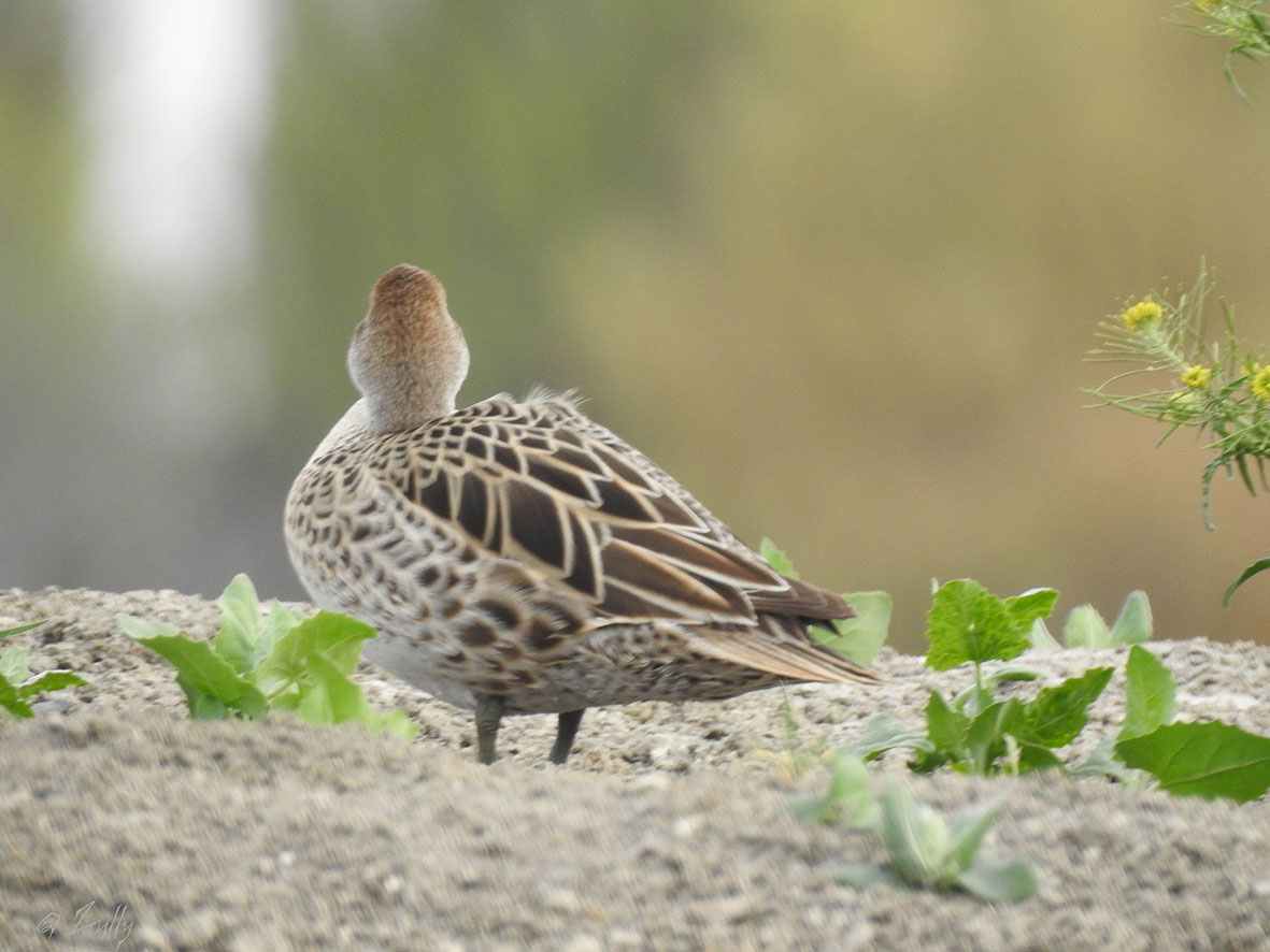 Photo Pato Maicero