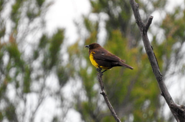 Foto Pecho Amarillo Común