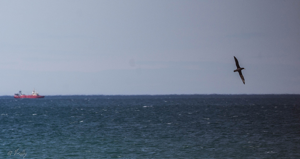Photo Petrel Gigante Común