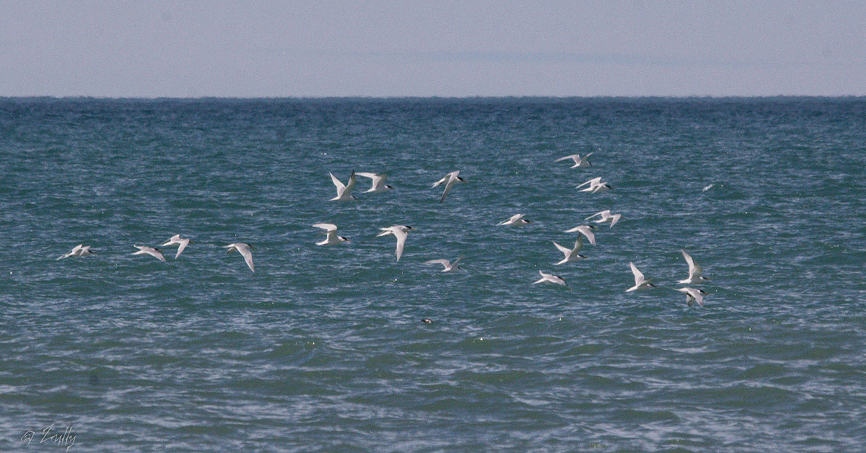 Photo Gaviotín Pico Amarillo