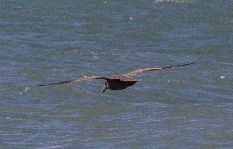 Photo Petrel Gigante Común