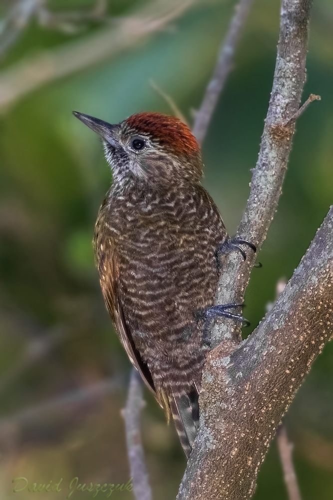 Foto Carpintero Oliva Yungueño